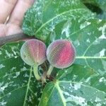 Ficus aspera Fruto