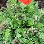 Papaver nudicaule 葉