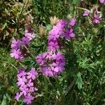 Verbena canadensis Blomst