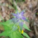 Melampyrum nemorosum Leaf