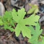 Liquidambar orientalis Leaf