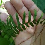 Asplenium platyneuron Leaf