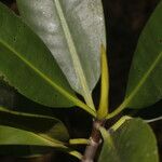 Rhizophora mangle Leaf