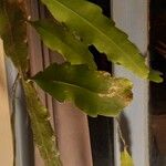 Epiphyllum phyllanthus Frunză