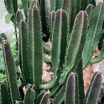 Stapelia gigantea Blad