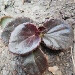 Begonia cucullata cv. 'Doublet Rose Pink' Blatt