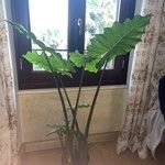 Alocasia macrorrhizos অভ্যাস