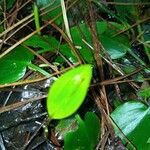 Potamogeton polygonifolius Leaf