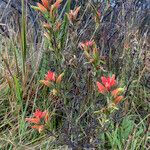 Castilleja fissifolia Habit