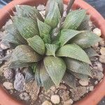 Haworthia magnifica Leaf