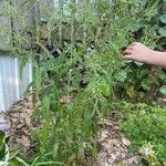 Epilobium coloratum Leaf