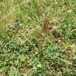 Juncus compressus Fruit