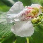 Impatiens tinctoria Žiedas