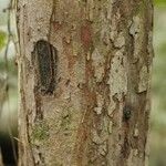 Iryanthera hostmannii 樹皮
