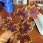 Pelargonium zonale Leaf