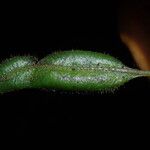 Elaphoglossum cinnamomeum Leaf