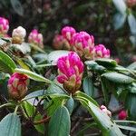 Rhododendron anwheiense