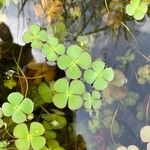 Marsilea quadrifoliaLeaf