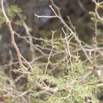 Faidherbia albida Rinde