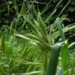 Avena fatua Leaf