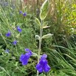 Salvia chamaedryoides Fleur