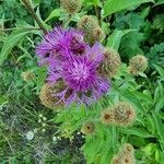 Centaurea phrygiaFlor