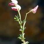 Ononis cristata Λουλούδι