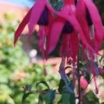 Fuchsia magellanicaFlor