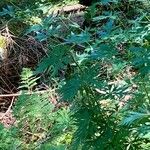 Aconitum variegatum Hábito