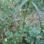 Asperula tinctoria Blad