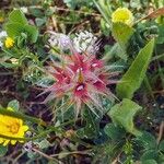 Trifolium stellatum Gyümölcs