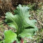 Brassica fruticulosa Leaf