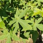 Liquidambar orientalisপাতা