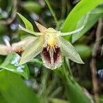 Coelogyne fimbriata Květ