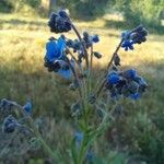 Cynoglossum amabile Λουλούδι