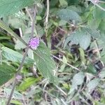 Gutenbergia cordifolia Floro