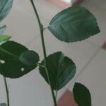 Sida rhombifolia برگ