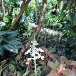 Calanthe triplicata Flower