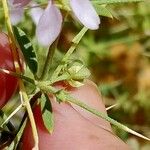 Fagonia arabica 果