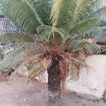 Cycas circinalisBlad