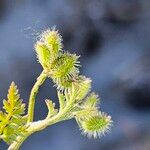 Torilis leptophylla Fruchs