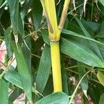 Phyllostachys aurea Écorce