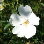 Rosa caninaBlodyn