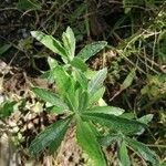 Artemisia suksdorfii Leaf