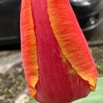 Tulipa grengiolensis Flower