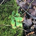 Euphorbia dulcis Leaf