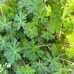 Geranium carolinianumLeaf