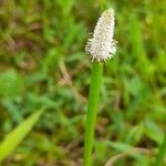 Eleocharis elegans Flower