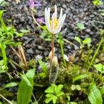 Sanguinaria canadensis Хабит