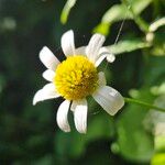 Leucanthemum vulgare 花